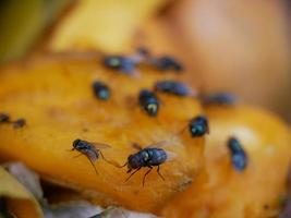 muitas moscas estão se alimentando de comida estragada. foto