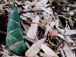 brotos de bambu crescendo em uma bela floresta de bambu. foto