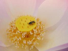 flor abelha close-up de uma grande abelha listrada coletando pólen em flores amarelas. bandeira macro. foto