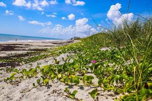 praia satélite, fl. foto