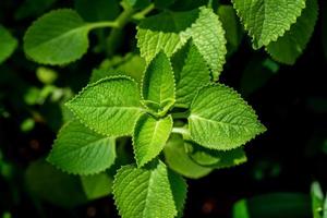 vegetais e ervas, jardineiro segurando e verificando orégano cubano ou borragem indiana, oreille ou plectranthus amboinicus plantas para cuidar de um jardim, usadas para tempero na culinária. foto