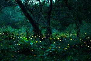 vaga-lume voando na floresta. vaga-lumes no mato à noite em prachinburi, tailândia. bokeh luz de vaga-lume voando na floresta à noite. fotos de longa exposição à noite têm ruído, foco seletivo.