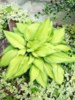 comprimentos de flores hosta, foto de folhas para plano de fundo