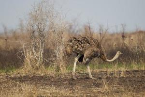avestruz comum no parque nacional kruger