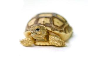 tartaruga de esporas africana ou geochelone sulcata em branco backgrou foto