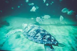 tartarugas marinhas no oceanário foto