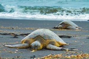 tartarugas marinhas verdes foto