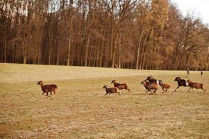 correndo veados e carneiros no prado do início da primavera. obora holedna park, brno, república tcheca. foto