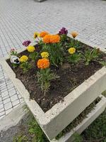 flores amarelas e alaranjadas, tagetes erecta. foto