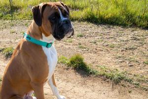 boxer fulvo sentado no caminho de terra foto