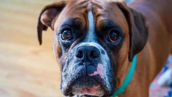 cara de cachorro boxer fulvo close-up - olhos doces, esperando ansiosamente um lanche foto