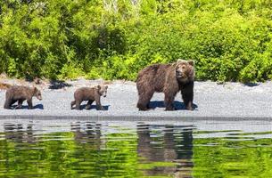 ursos marrons na península de kamchatka foto