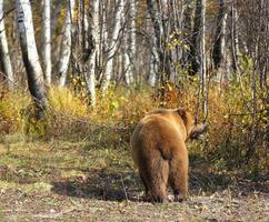 kamchatka urso pardo em uma corrente na floresta foto