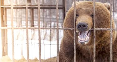 urso pardo em uma gaiola na península de kamchatka. foco seletivo foto