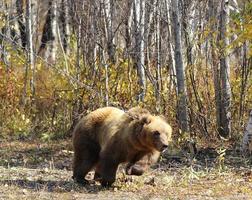 kamchatka urso pardo em uma corrente na floresta foto