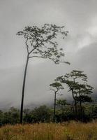 nevoeiro cobre a floresta de montanha. foto