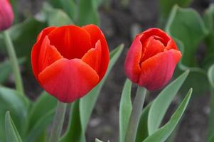 duas tulipas vermelhas brilhantes em um fundo de folhas verdes. flores da primavera. foto