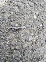 pequeno lagarto cinza ou lagartixa em fundo de pedra cinza. foto