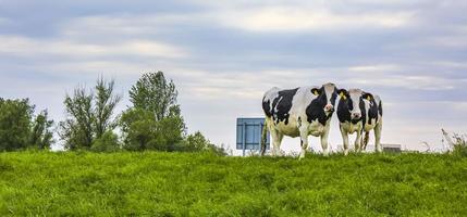 campo agrícola do norte da Alemanha com vacas natureza paisagem panorama alemanha. foto