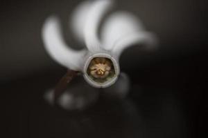 flor branca flor fechar fundo ciclâmen hederifolium família primulaceae impressões de tamanho grande de alta qualidade foto