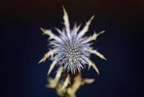 flor seca selvagem close up eryngium alpinum família apiaceae fundo impressões modernas de alta qualidade foto