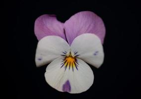 flor colorida flor close-up fundo agrícola viola tricolor l. família violaceae impressão botânica de tamanho grande de alta qualidade foto