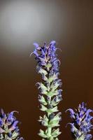 flor desabrochando sálvia nemorosa família lamiaceae fechar fundo botânico impressão em tamanho grande de alta qualidade decoração para casa plantas agrícolas foto