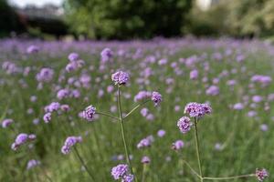 verbena roxa no parque foto