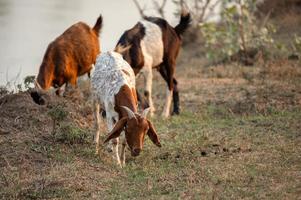 rebanho de cabra com chifres pastando grama no pasto na zona rural foto