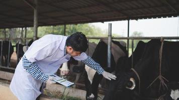 veterinário verificando seu gado e a qualidade do leite na indústria de laticínios .agriculture, agricultura e pecuária conceito, vaca na fazenda de gado leiteiro comendo feno, estábulo. foto