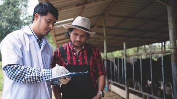 veterinário verificando seu gado e a qualidade do leite na indústria de laticínios .agriculture, agricultura e pecuária conceito, vaca na fazenda de gado leiteiro comendo feno, estábulo. foto