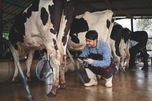 agricultor masculino verificando seu gado e a qualidade do leite na indústria de laticínios .agriculture, agricultura e pecuária conceito, vaca na fazenda de gado leiteiro comendo feno, estábulo. foto