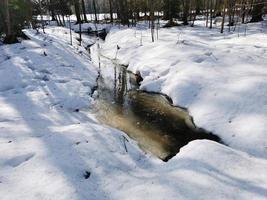 primavera no parque pavlovsky neve branca e árvores frias foto