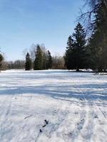 primavera no parque pavlovsky neve branca e árvores frias foto