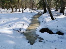 primavera no parque pavlovsky neve branca e árvores frias foto