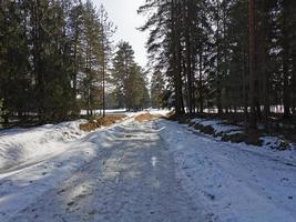 primavera no parque pavlovsky neve branca e árvores frias foto