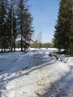 primavera no parque pavlovsky neve branca e árvores frias foto