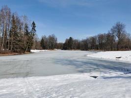 primavera no parque pavlovsky neve branca e árvores frias foto