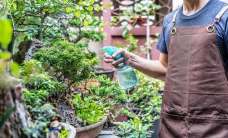 jardineiro de homem trabalhando com plantas suculentas no quintal ao ar livre. rega e alimentação de suculentas com aspersor. amor de plantas e cuidados. Pequenos negócios. foto