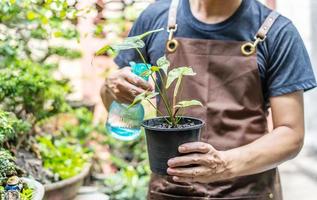 jardineiro de homem trabalhando com plantas suculentas no quintal ao ar livre. rega e alimentação de suculentas com aspersor. amor de plantas e cuidados. Pequenos negócios. foto