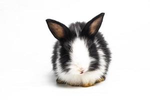 coelho branco e preto ou animal coelho coelhinhos pequenos a páscoa está sentado e o animal feliz engraçado tem fundo branco isolado