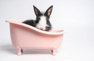 bebê coelho manchado branco e preto ou animal coelho coelhinhos pequenos a páscoa está sentado em uma banheira rosa e o animal feliz engraçado tem fundo branco isolado foto