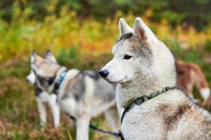 retrato de husky siberiano de raça pura, vista lateral de husky siberiano, cães husky no arnês, cães de trenó foto