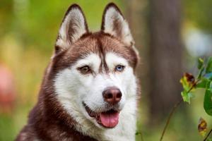 cão husky siberiano de raça pura, saindo da língua, cão husky siberiano feliz amigável andando na natureza foto