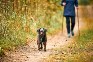 mulher em roupas esportivas andando com um cachorro peludo, caminhada nórdica, cachorrinho marrom peludo andando no outono foto