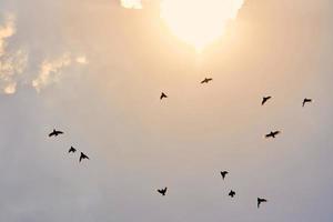 lindo céu por do sol com silhuetas de pássaros voando ao sol, migração regular de pássaros sazonais foto