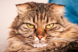 retrato de gato escocês de cabelos longos de raça pura, rosto de gato doméstico fofo de perto, estúdio foto