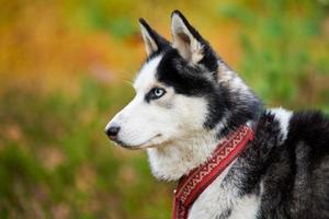 retrato de husky siberiano close-up, vista lateral da cabeça de husky siberiano, raça de cachorro de trenó de focinho de cachorro husky foto