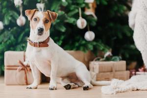 tiro horizontal de animal de estimação adorável senta-se no chão perto da árvore de natal decorada, caixas de presente, parece em algum lugar na distância. ano novo e celebração. foto