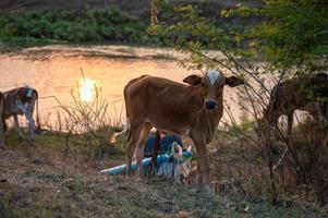 gado de corte marrom comendo palha na beira do rio à noite foto